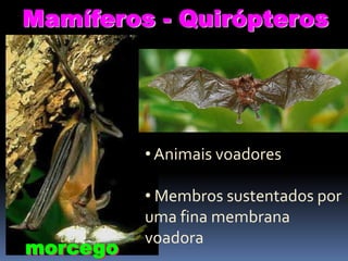 Mamíferos - Quirópteros

• Animais voadores

morcego

• Membros sustentados por
uma fina membrana
voadora

 