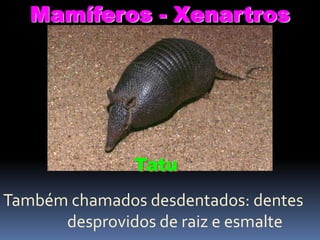 Mamíferos - Xenartros

Tatu
Também chamados desdentados: dentes
desprovidos de raiz e esmalte

 