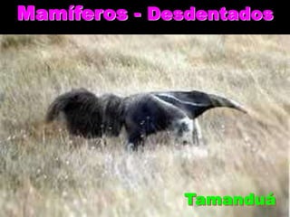 Mamíferos - Desdentados

Tamanduá

 