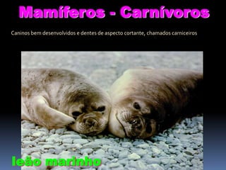 Mamíferos - Carnívoros
Caninos bem desenvolvidos e dentes de aspecto cortante, chamados carniceiros

leão marinho

 