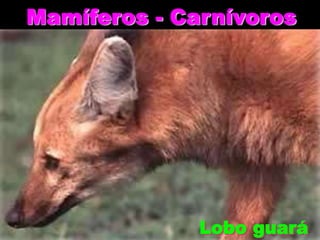 Mamíferos - Carnívoros

Lobo guará

 