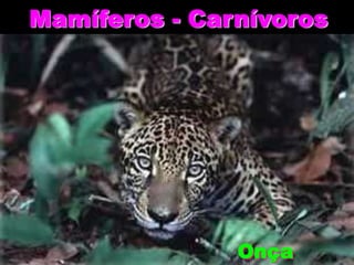 Mamíferos - Carnívoros

Onça

 