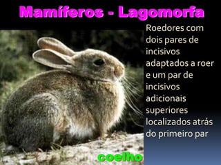 Mamíferos - Lagomorfa
Roedores com
dois pares de
incisivos
adaptados a roer
e um par de
incisivos
adicionais
superiores
localizados atrás
do primeiro par

coelho

 