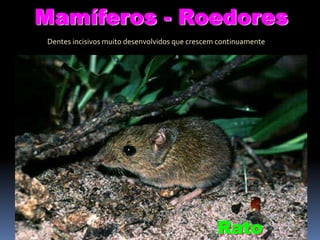 Mamíferos - Roedores
Dentes incisivos muito desenvolvidos que crescem continuamente

Rato

 