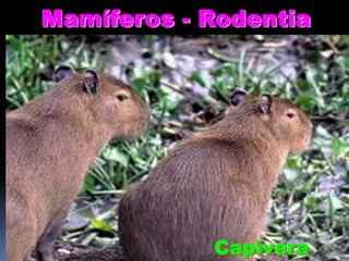 Mamíferos - Rodentia

Capivara

 