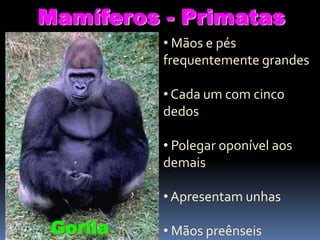 Mamíferos - Primatas
• Mãos e pés
frequentemente grandes

• Cada um com cinco
dedos
• Polegar oponível aos
demais
• Apresentam unhas

Gorila

• Mãos preênseis

 