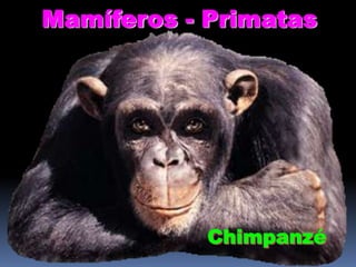 Mamíferos - Primatas

Chimpanzé

 