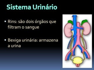  Rins: são dois órgãos que

filtram o sangue
 Bexiga urinária: armazena

a urina

 
