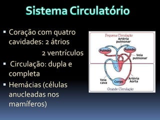  Coração com quatro

cavidades: 2 átrios
2 ventrículos
 Circulação: dupla e
completa
 Hemácias (células
anucleadas nos
mamíferos)

 
