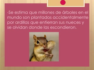 -Se estima que millones de árboles en el
mundo son plantados accidentalmente
por ardillas que entierran sus nueces y
se olvidan donde las escondieron.
 