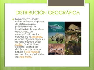DISTRIBUCIÒN GEOGRÀFICA
   Los mamíferos son los
    únicos animales capaces
    de distribuirse por,
    prácticamente, la
    totalidad de la superficie
    del planeta, con
    excepción de las tierras
    heladas de la Antártida,
    aunque algunas especies
    de foca habiten en sus
    costas. En el extremo
    opuesto, el área de
    distribución de la foca
    híspida (Pusa hispida)
    alcanza las proximidades
    del Polo Norte.
 