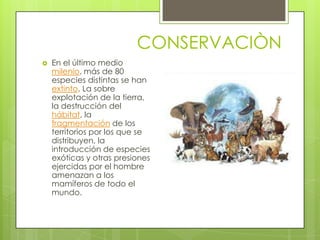 CONSERVACIÒN
   En el último medio
    milenio, más de 80
    especies distintas se han
    extinto. La sobre
    explotación de la tierra,
    la destrucción del
    hábitat, la
    fragmentación de los
    territorios por los que se
    distribuyen, la
    introducción de especies
    exóticas y otras presiones
    ejercidas por el hombre
    amenazan a los
    mamíferos de todo el
    mundo.
 