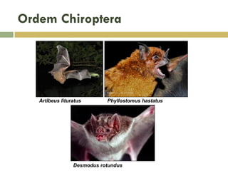 Ordem Chiroptera
Desmodus rotundus
Artibeus lituratus Phyllostomus hastatus
 