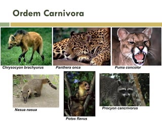 Ordem Carnivora
Chrysocyon brachyurus Panthera onca Puma concolor
Nasua nasua
Potos flavus
Procyon cancrivorus
 
