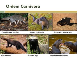 Ordem Carnivora
Pseudalopex vetulus Lontra longicaudis Conepatus simistriatu
Eira barbara Galictis cuja Pteronura brasiliensis
 