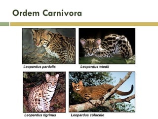 Ordem Carnivora
Leopardus pardalis Leopardus wiedii
Leopardus tigrinus Leopardus colocolo
 