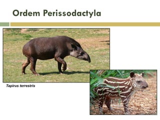 Ordem Perissodactyla
Tapirus terrestris
 