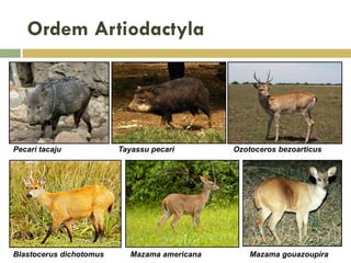 Ordem Artiodactyla
Pecari tacaju Tayassu pecari Ozotoceros bezoarticus
Blastocerus dichotomus Mazama americana Mazama gouazoupira
 