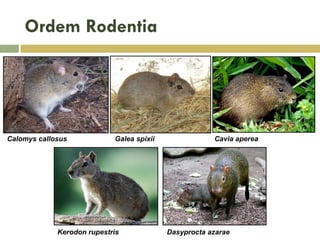 Ordem Rodentia
Calomys callosus Galea spixii Cavia aperea
Kerodon rupestris Dasyprocta azarae
 