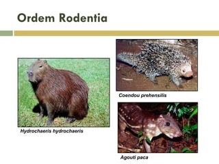 Ordem Rodentia
Hydrochaeris hydrochaeris
Agouti paca
Coendou prehensilis
 