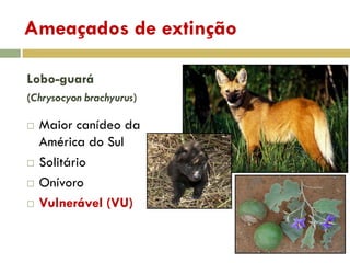Ameaçados de extinção
Lobo-guará
(Chrysocyon brachyurus)
 Maior canídeo da
América do Sul
 Solitário
 Onívoro
 Vulnerável (VU)
 