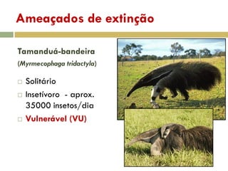 Ameaçados de extinção
Tamanduá-bandeira
(Myrmecophaga tridactyla)
 Solitário
 Insetívoro - aprox.
35000 insetos/dia
 Vulnerável (VU)
 