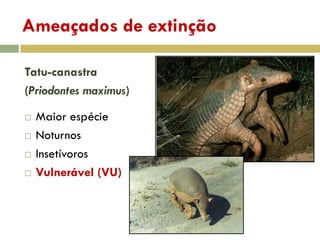 Ameaçados de extinção
Tatu-canastra
(Priodontes maximus)
 Maior espécie
 Noturnos
 Insetívoros
 Vulnerável (VU)
 