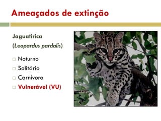 Ameaçados de extinção
Jaguatirica
(Leopardus pardalis)
 Noturno
 Solitário
 Carnívoro
 Vulnerável (VU)
 