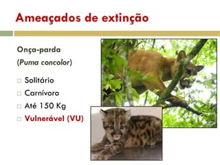 Ameaçados de extinção
Onça-parda
(Puma concolor)
 Solitário
 Carnívoro
 Até 150 Kg
 Vulnerável (VU)
 