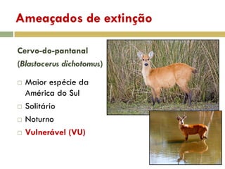 Ameaçados de extinção
Cervo-do-pantanal
(Blastocerus dichotomus)
 Maior espécie da
América do Sul
 Solitário
 Noturno
 Vulnerável (VU)
 