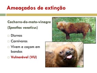 Ameaçados de extinção
Cachorro-do-mato-vinagre
(Speothos venaticus)
 Diurnos
 Carnívoros
 Vivem e caçam em
bandos
 Vulnerável (VU)
 