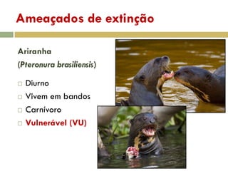 Ameaçados de extinção
Ariranha
(Pteronura brasiliensis)
 Diurno
 Vivem em bandos
 Carnívoro
 Vulnerável (VU)
 
