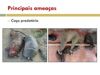 Principais ameaças
 Caça predatória
 