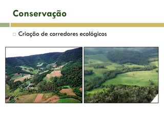 Conservação
 Criação de corredores ecológicos
 