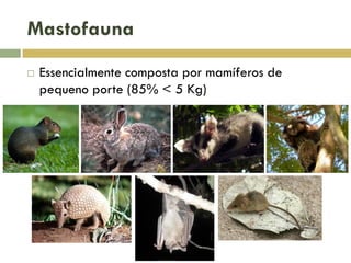 Mastofauna
 Essencialmente composta por mamíferos de
pequeno porte (85% < 5 Kg)
 