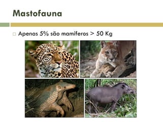 Mastofauna
 Apenas 5% são mamíferos > 50 Kg
 