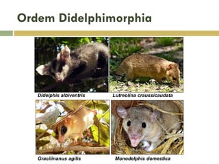 Ordem Didelphimorphia
Didelphis albiventris Lutreolina craussicaudata
Gracilinanus agilis Monodelphis domestica
 
