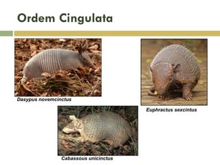 Ordem Cingulata
Dasypus novemcinctus
Euphractus sexcintus
Cabassous unicinctus
 