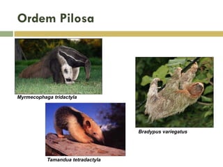 Ordem Pilosa
Myrmecophaga tridactyla
Bradypus variegatus
Tamandua tetradactyla
 