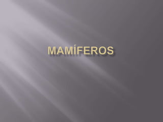 Mamíferos 