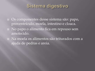 Sistema digestivoOs componentes desse sistema são: papo, proventrículo, moela, intestino e cloaca.No papo o alimento fica em repouso sem amolecido.Na moela os alimentos são triturados com a ajuda de pedras e areia.