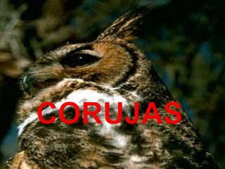 Corujas