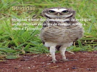 StrigidaeStrigidae é uma das duas famílias de aves que inclui diversas espécies de corujas, sendo a  outra a Tytonidae. 