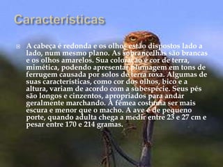 CaracterísticasA cabeça é redonda e os olhos estão dispostos lado a lado, num mesmo plano. As sobrancelhas são brancas e os olhos amarelos. Sua coloração é cor de terra, mimética, podendo apresentar plumagem em tons de ferrugem causada por solos de terra roxa. Algumas de suas características, como cor dos olhos, bico e a altura, variam de acordo com a subespécie. Seus pés são longos e cinzentos, apropriados para andar geralmente marchando. A fêmea costuma ser mais escura e menor que o macho. A ave é de pequeno porte, quando adulta chega a medir entre 23 e 27 cm e pesar entre 170 e 214 gramas.