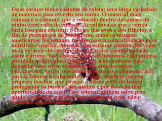 Essas corujas têm o costume de coletar uma larga variedade de materiais para revestir seu ninho. O material mais comum é o estrume, que é colocado dentro da câmara do ninho e em volta da entrada. Acreditava-se que a coruja fazia isso para encobrir o cheiro dos ovos e dos filhotes, a fim de protegê-los de predadores, como os texugos-americanos. No entanto, foi descoberta uma utilização mais nutritiva e criativa. As tocas com estrume contêm dez vezes mais besouro-do-estrume do que as das corujas que não usam estrume. Isso ocorre porque os besouros, cuja própria atividade nidificadora consiste em achar estrume para depositar seus ovos, acabam sendo atraídos pelas buraqueiras. Assim, o estrume proporciona alimento fácil para as fêmeas incubadoras e, é claro, também para os próprios machos, que passam a maior parte do tempo protegendo os buracos dos ninhos e por isso não têm oportunidade de caçar. Esse esterco também serve para ajuda a controlar o micro clima dentro da cova, não o deixando quente demais.