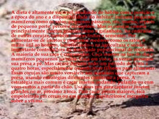 A dieta é altamente variável, mudando de hábito com a posição e a época do ano e a disponibilidade do habitat; incluem pequenos mamíferos como os ratos, pequenos pássaros, rãs, insetos, répteis de pequeno porte, peixes e escorpiões. Mas as corujas comem principalmente insetos grandes como o gafanhoto. Ao contrário de outras corujas, também comem frutas e sementes. Por alimentar-se de insetos e pequenos roedores como os ratos, é muito útil ao homem, beneficiando-o na agricultura e sendo importante controladora da densidade populacional de roedores. A maioria de sua caça é crepuscular. Caça insetos na luz do dia e mamíferos pequenos na noite. Caça em voo e, às vezes, persegue sua presa a pé. Mas caçará durante todo um período de vinte e quatro horas, especialmente quando tiver filhotes para alimentar. Essas corujas são muito versáteis nas maneiras que capturam a presa, usando estratégias diferentes conforme a presa. A estratégia mais comum é caçar insetos andando, pulando ou com voos curtos a partir do chão. Usa seus pés para capturar insetos grandes no ar, próximo à toca. Para caçar presas maiores, fica empoleirada em cercas ou em grandes cupinzeiros e mergulha sobre a vítima.