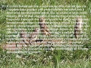 A fêmea botará um ovo a cada um ou dois dias até que ela complete uma postura que pode consistir em entre seis e doze ovos (normalmente nove). Ela incubará os ovos então durante 28 a 30 dias enquanto o macho traz a comida dela. Enquanto a maioria dos ovos chocará, só dois a seis filhotes normalmente sobrevivem para deixar o ninho. Depois que os ovos chocarem ambos os pais alimentarão os filhotes, que são criados nas tocas. Quatro semanas depois de chocar, os filhotes podem ser vistos empoleirando a entrada da cova, esperando os pais que trarão a comida, aos 44 dias saem do ninho e podem também fazer voos curtos e começar a deixar a cova do ninho. Com 60 dias, estão caçando pequenos insetos que são atraídos ao redor do ninho pelo estrume acumulado. Os pais ainda ajudarão alimentando os filhotes durante um a três meses.