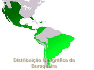 Em algumas áreas é considerada espécie vulnerável à extinçãoDistribuição Geográfica da Buraqueira