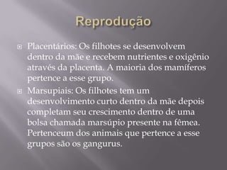 ReproduçãoPlacentários: Os filhotes se desenvolvem dentro da mãe e recebem nutrientes e oxigênio através da placenta. A maioria dos mamíferos pertence a esse grupo.Marsupiais: Os filhotes tem um desenvolvimento curto dentro da mãe depois completam seu crescimento dentro de uma bolsa chamada marsúpio presente na fêmea. Pertenceum dos animais que pertence a esse grupos são os gangurus.