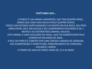 VOCÊ SABIA QUE...
O PORCO É UM ANIMAL MAMÍFERO, QUE TEM QUATRO PATAS,
SENDO QUE CADA UMA DELAS POSSUI QUATRO DEDOS.
POSSUI UM FOCINHO CARTILAGINOSO E 44 DENTES EM SUA BOCA. SEU PESO
VARIA ENTRE 100 E 500 QUILOS E SEU COMPRIMENTO EM MÉDIA É DE 1
METRO E 50 CENTÍMETROS (ANIMAL ADULTO).
ESTE ANIMAL É UMA EVOLUÇÃO DO JAVALI, QUE FOI DOMESTICADO PELO
HOMEM HÁ MILHARES DE ANOS.
A PELE DO PORCO É COBERTA POR UMA ESPESSA CAMADA DE GORDURA.
SUA ALIMENTAÇÃO É CONSTITUÍDA, PRINCIPALMENTE DE VERDURAS,
LEGUMES E GRÃOS.
O TEMPO DE VIDA DO PORCO VARIA DE 15 A 20 ANOS.
 